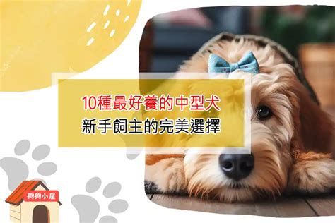 易養狗|10種最好養的中型犬：新手飼主的完美選擇